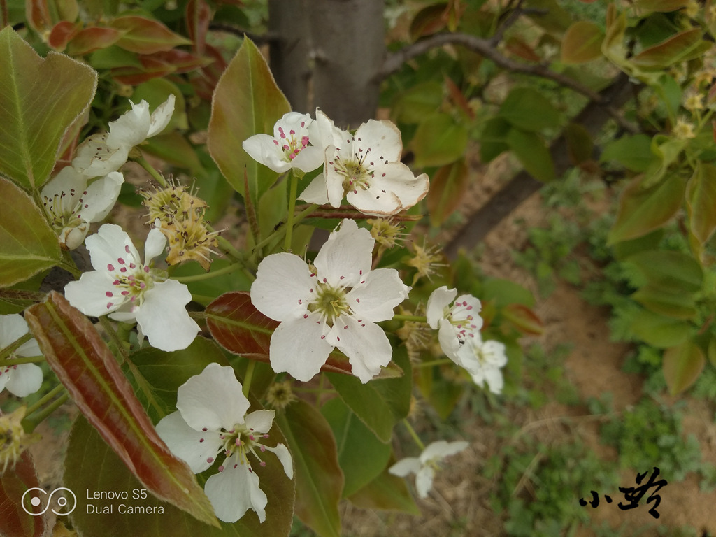 联想s5评测,联想手机s5深度评测