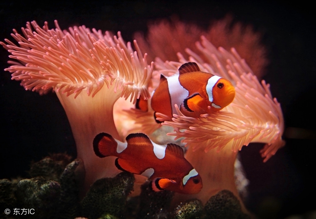 小丑蛙新手入门饲养教程,小丑鱼的饲养