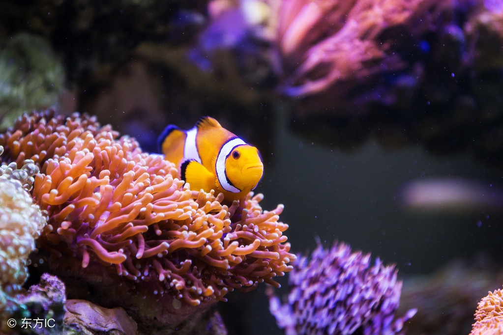 小丑蛙新手入门饲养教程,小丑鱼的饲养