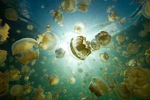 帕劳旅游攻略潜水点,帕劳自由行最值得去的潜水天堂