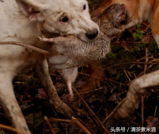 澳大利亚老鼠泛滥怎么解决的,澳大利亚老鼠泛滥成灾视频