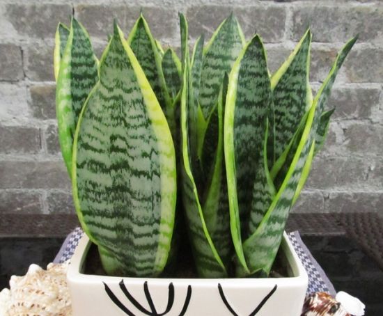 史上最全的室内除甲醛方法解析,快速除甲醛7天住新家是真的吗