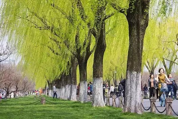 春柳，最平易近人的春色