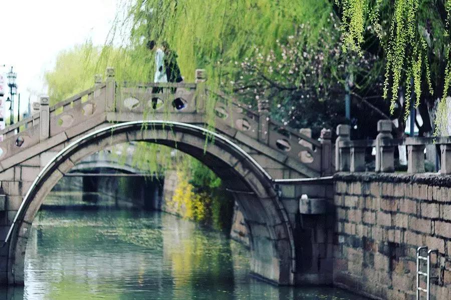 春柳，最平易近人的春色