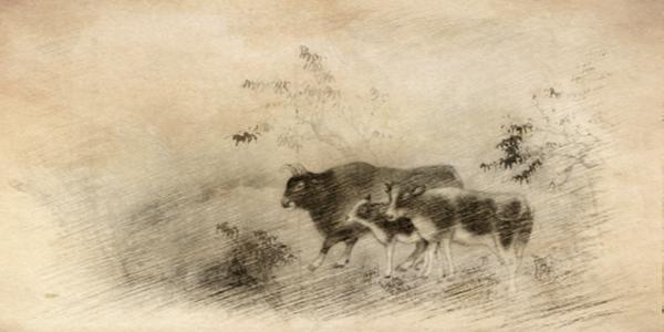 戌时生的属牛人运势,十二生肖中属牛的人性格是怎样的