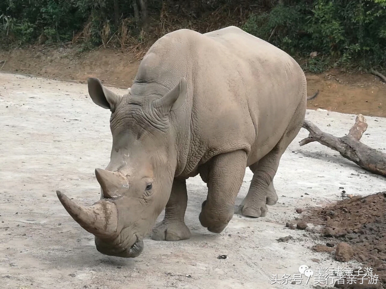 到版纳一定要体验一场泼水狂欢,云南景洪泼水节之旅