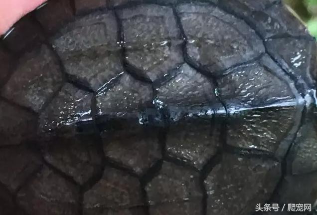 石金钱龟颜色及投资价值的关系