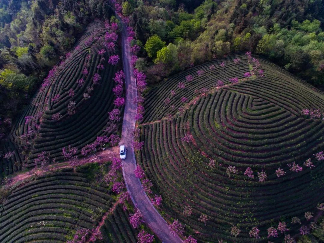 四月寻茶|除了云南普洱、西湖龙井，别小看贵州的这八道茶！