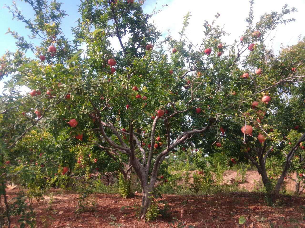 石榴树的养殖方法与注意事项,石榴树挂满石榴