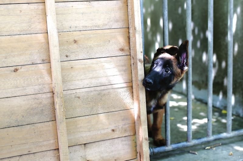 狗狗需要吃盐和糖吗,狗狗需要吃维生素吗