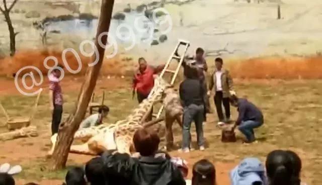 长颈鹿海荣视频,长颈鹿受伤倒地
