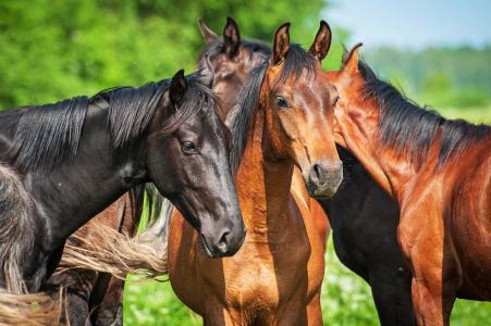 它曾是重要出行工具，可如今越来越少，养它是否还有市场？