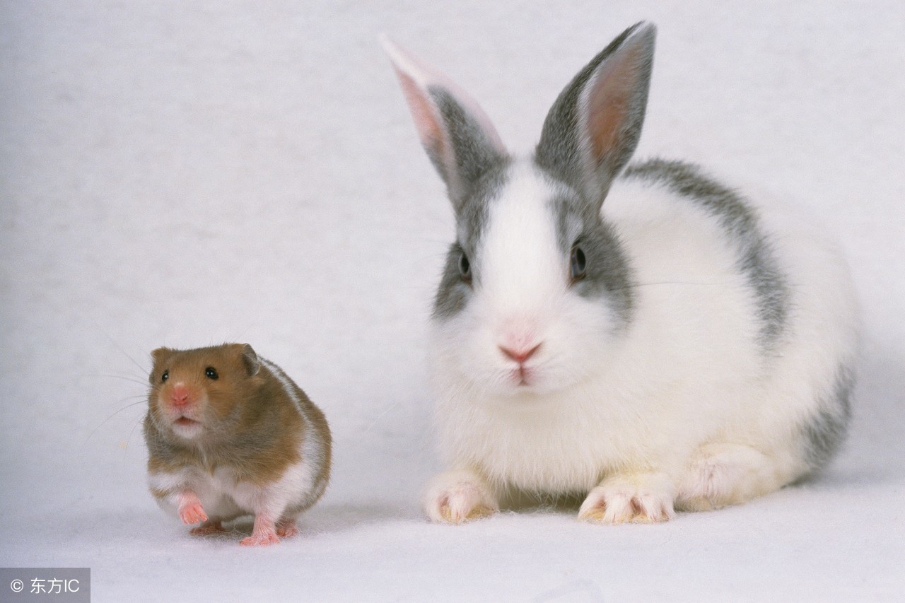 生肖兔在哪一年最成功,生肖兔到哪年运气好些