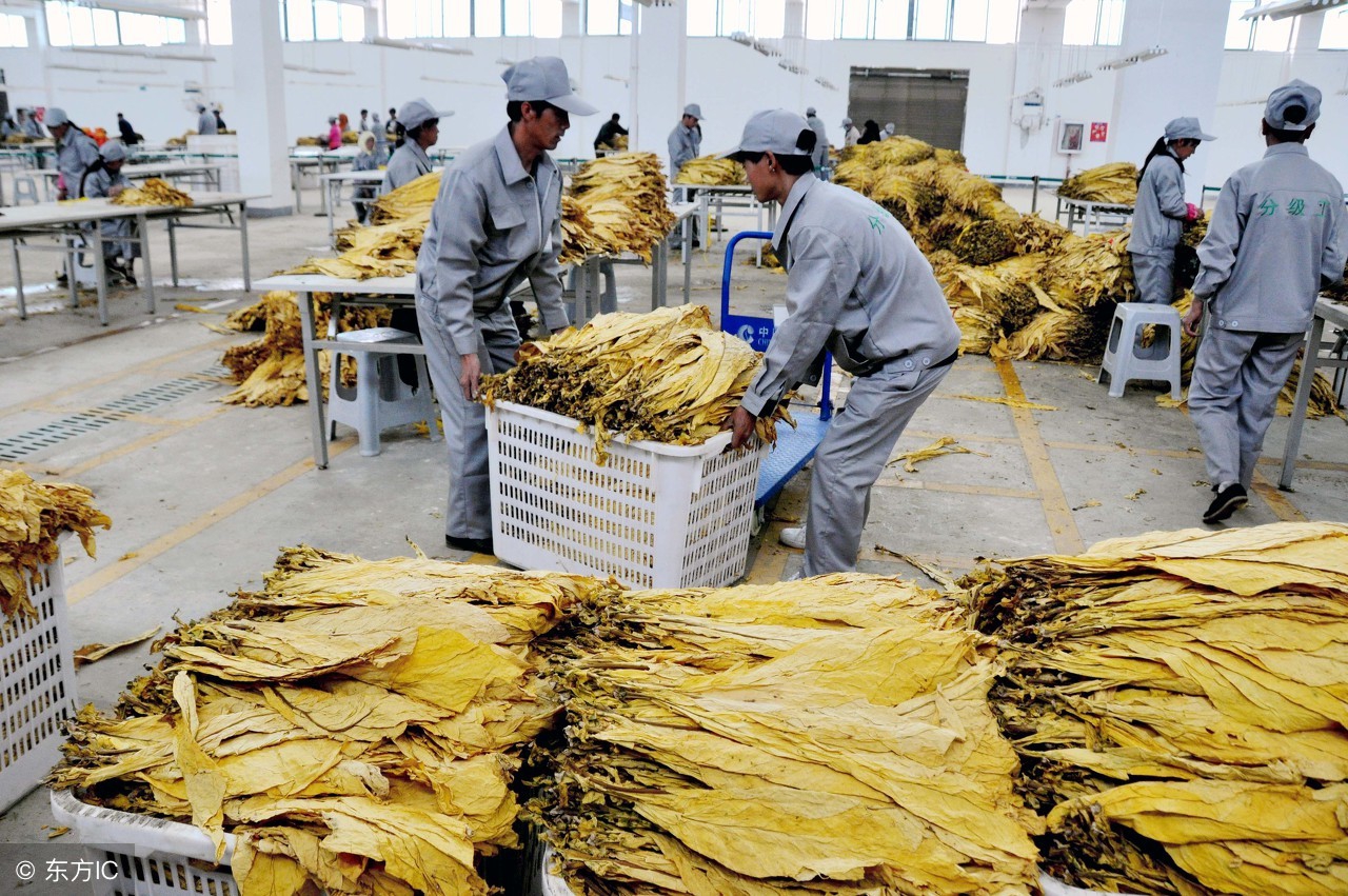 烟叶为什么很呛,烟叶为何会产生焦油和尼古丁