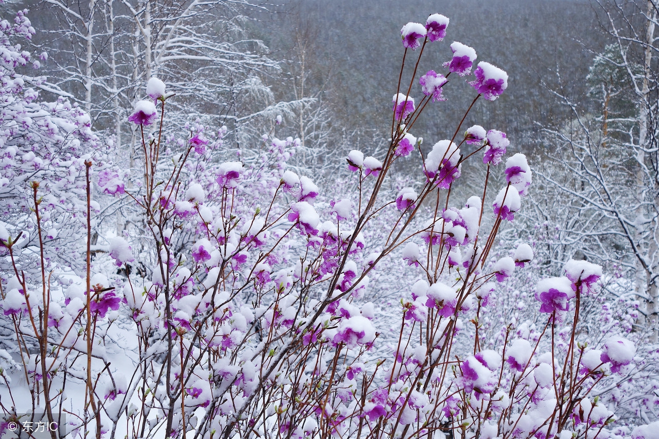 漠河杜鹃花风景图片,感受漠河白桦林的气息和美景