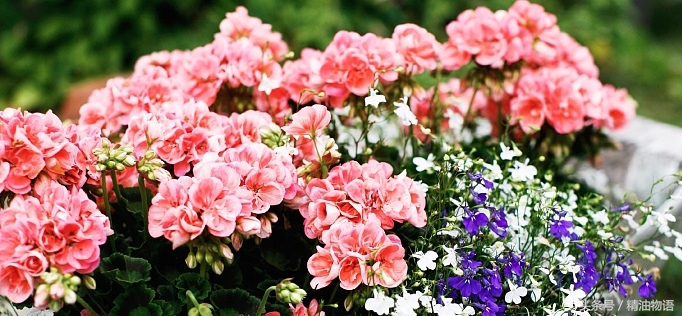 天竺葵精油涂在哪里止痛,面部专用精油天竺葵精油