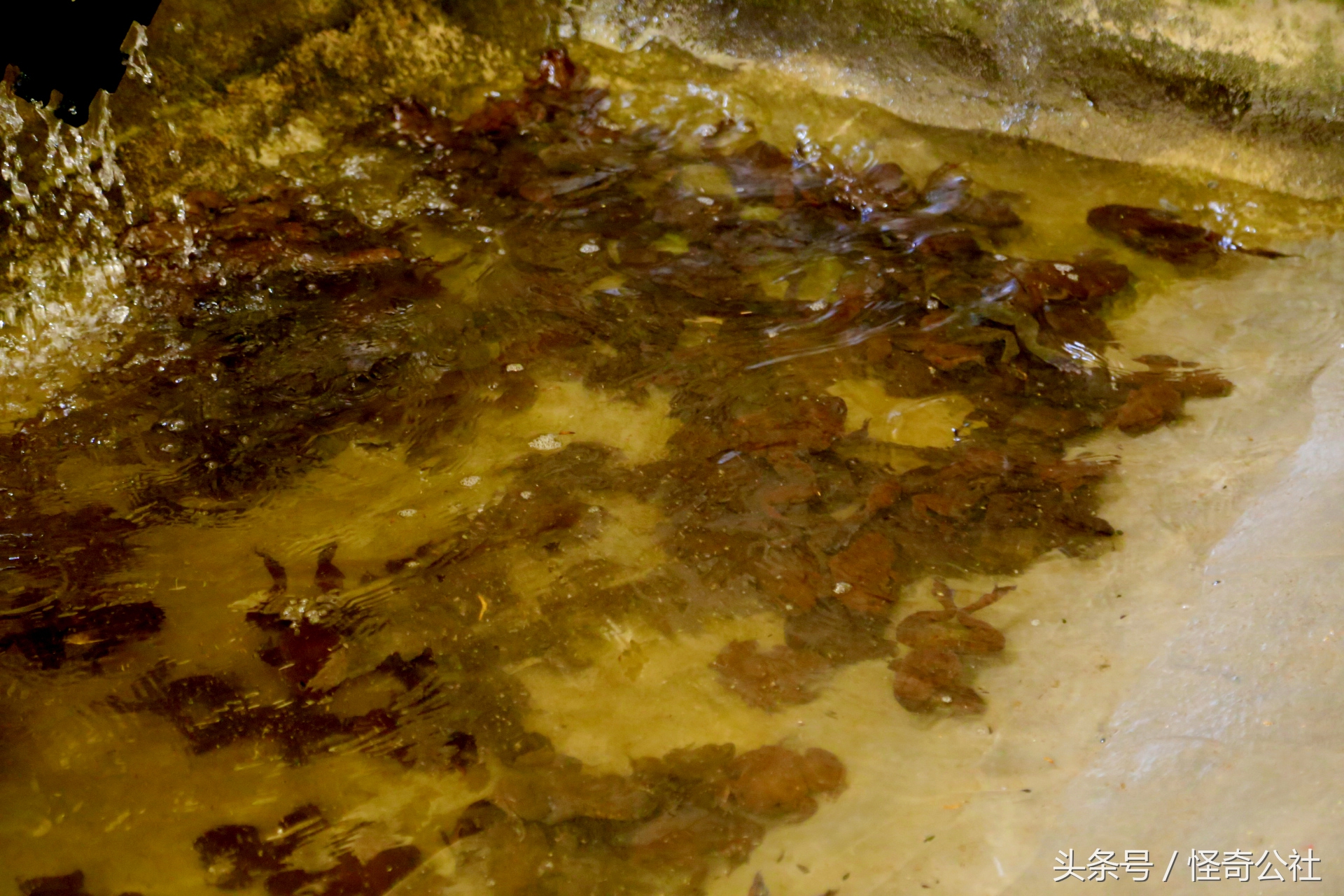 宜昌雾渡河石蛙养殖,石蛙养殖技术附近石蛙养殖基地