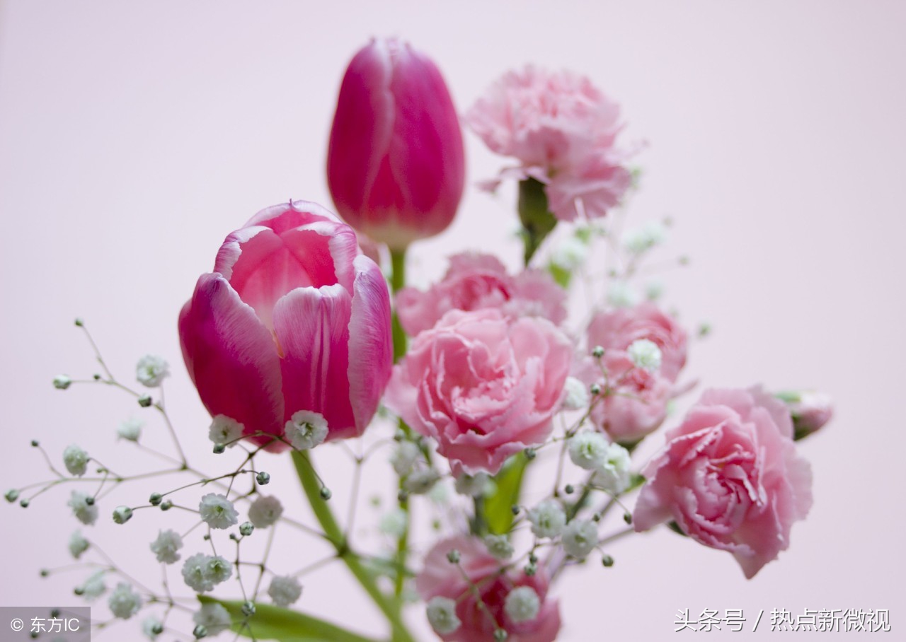 花语大全99种花语你需要了解,关于每种花的浪漫花语