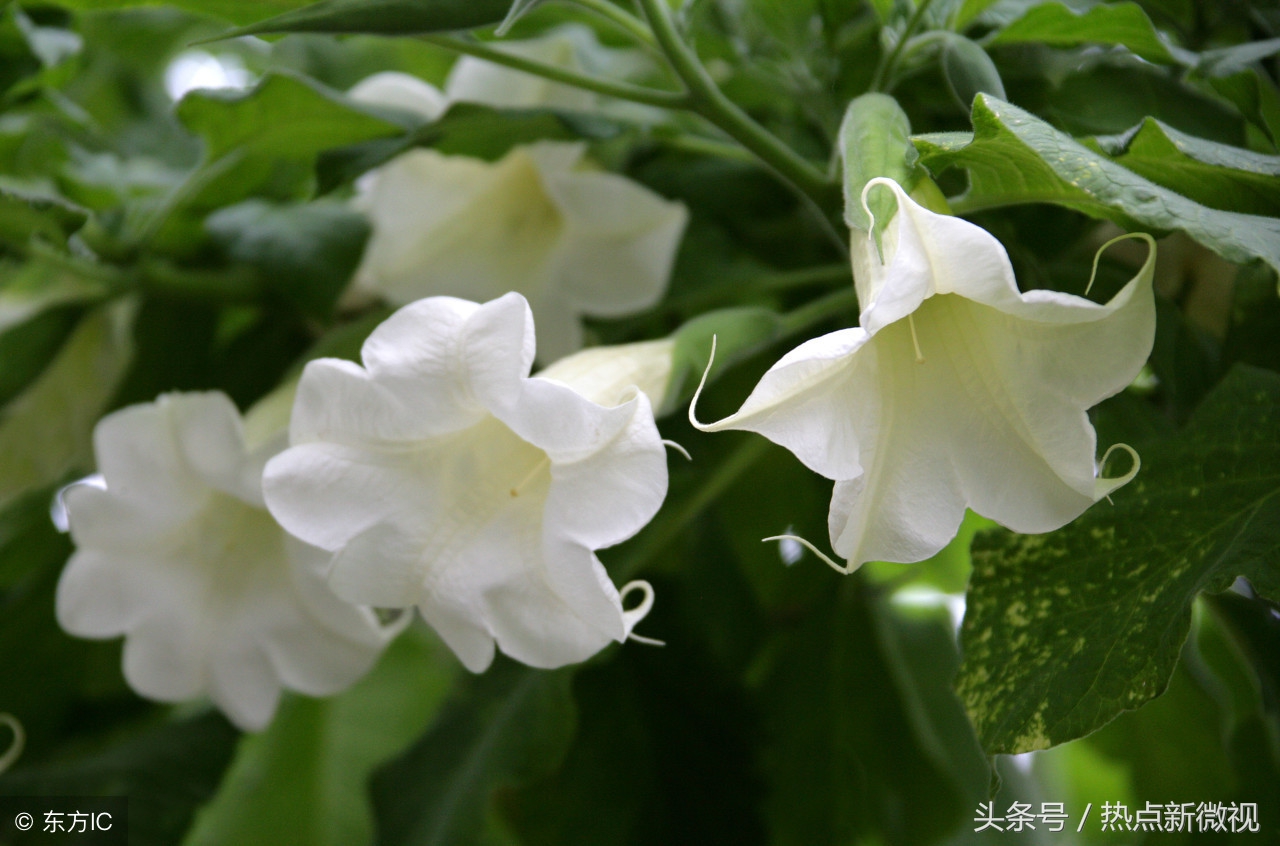 花语大全99种花语你需要了解,关于每种花的浪漫花语