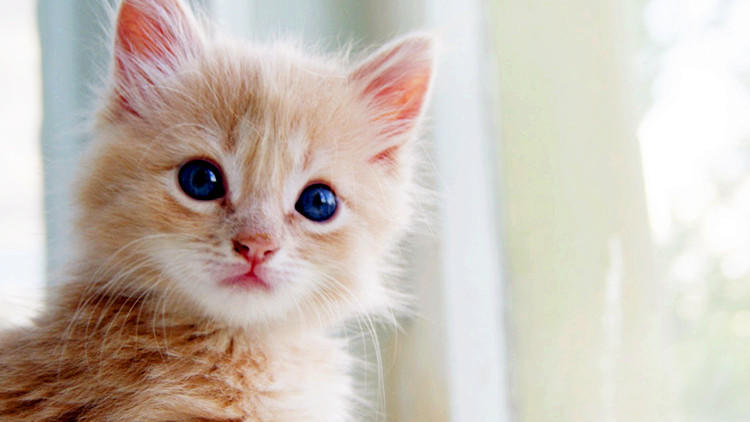 猫咪的7大怪癖你知道多少,猫咪都有哪些奇怪的癖好