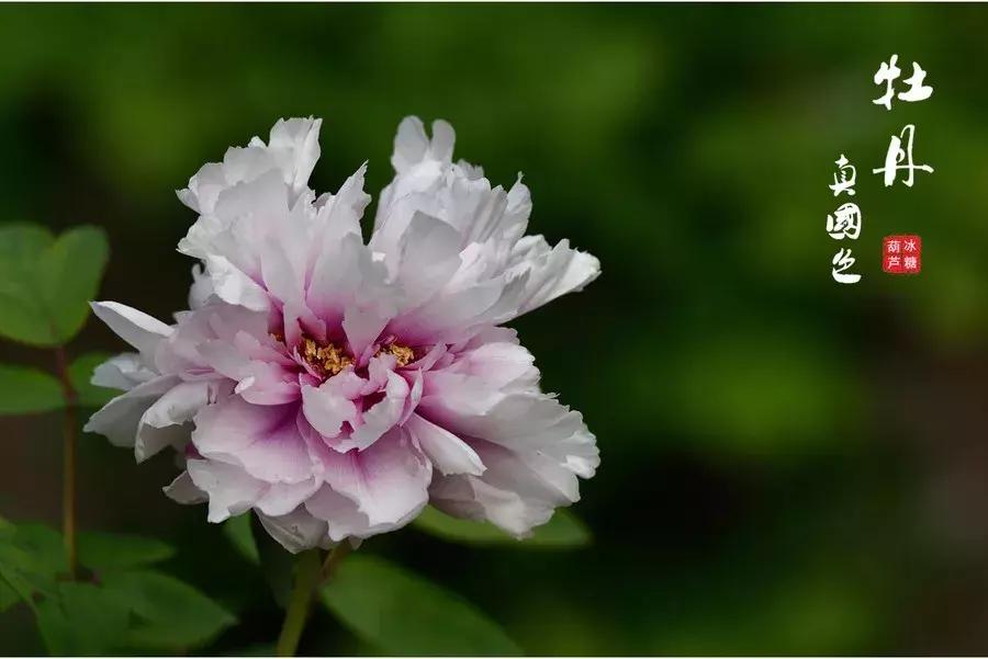 牡丹诗十首花开富贵,赏牡丹诗100首