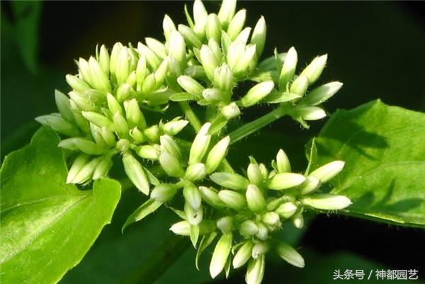 薇甘菊的功效与作用,薇甘菊生长