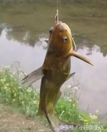 这种鱼一般到夜晚才浮游到水面觅食，钓鱼取钩捉它时容易被刺伤！