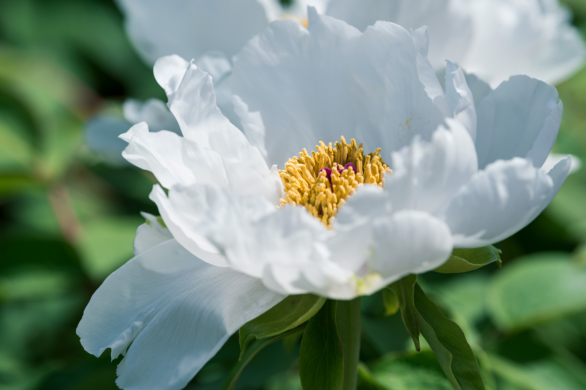 娴庡崡鐧捐姳浜夎壋,娴庡崡鏄ユ殩鑺卞紑楦熻鑺遍