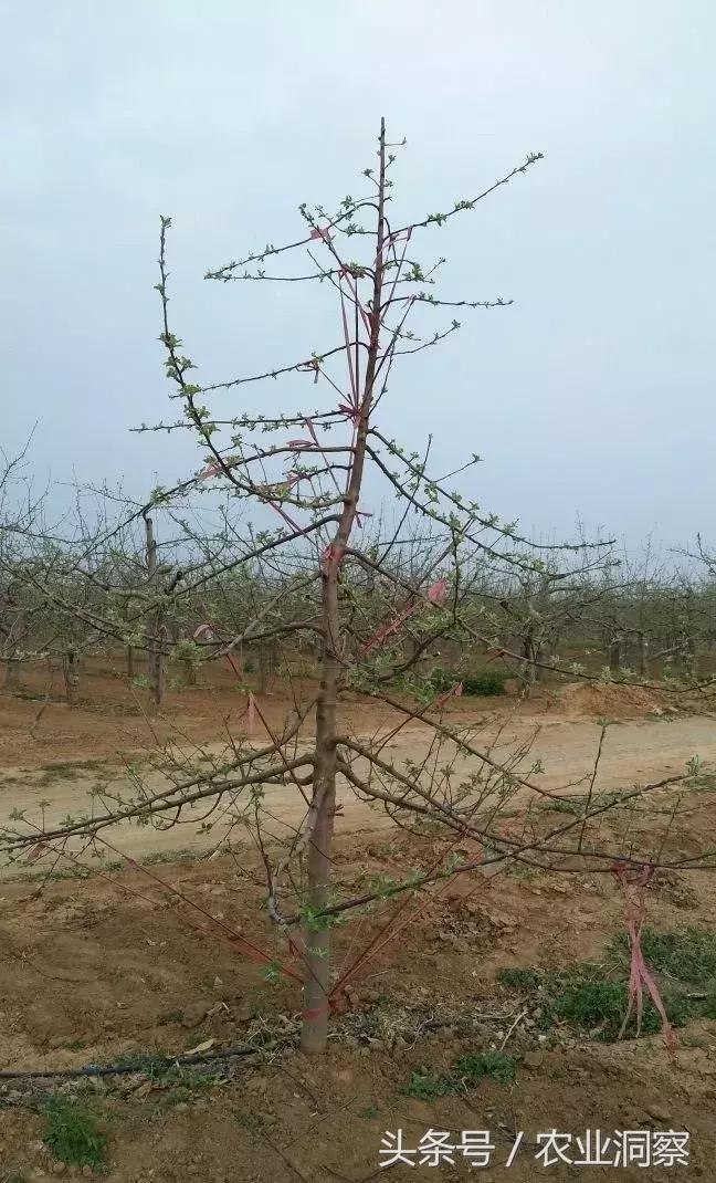 果农必学的标准化拉枝技术,果树拉枝的时节