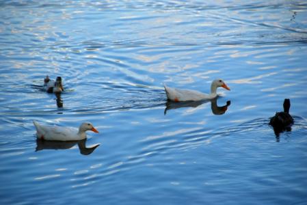 哈尔滨野狼湖，为东北最大的内陆平原湖，是野生狼栖息的天然场所