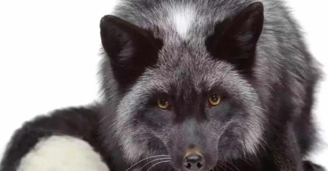 快读英国｜剑桥大学博士残忍*暴强**两女，只为实现*力暴**幻想