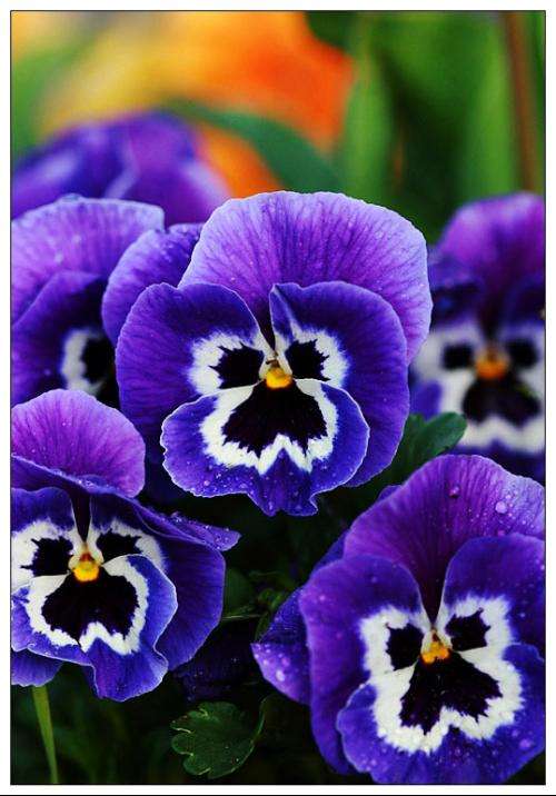 堇菜科堇菜属长萼堇菜,堇菜科堇菜属多年生草