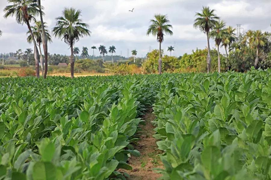 古巴的雪茄烟叶为什么这么特别,古巴雪茄烟种植