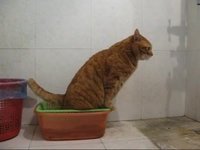 公猫咪有泌尿系统疾病的症状,春季猫咪有哪些表现