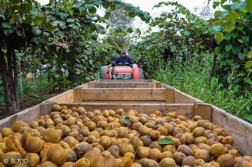 猕猴桃留洋回来变奇异果,猕猴桃真正实力