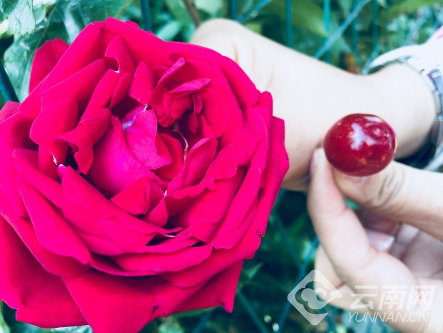 芬芳之旅会泽,芬芳之旅在线观看完整版