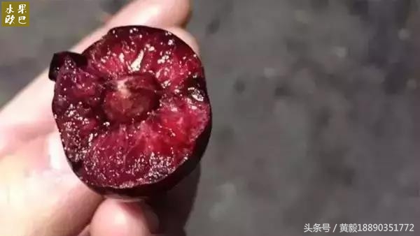 樱桃的季节和品种介绍,樱桃的品种有哪些及介绍