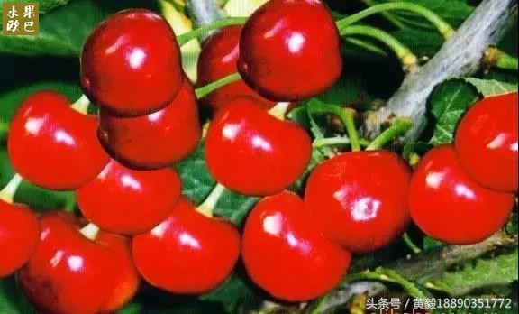 樱桃的季节和品种介绍,樱桃的品种有哪些及介绍
