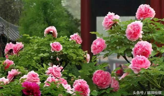 四月的洛阳牡丹盛开的地方,四月洛阳花开满城是花海