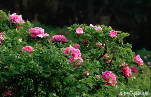 四月的洛阳牡丹盛开的地方,四月洛阳花开满城是花海