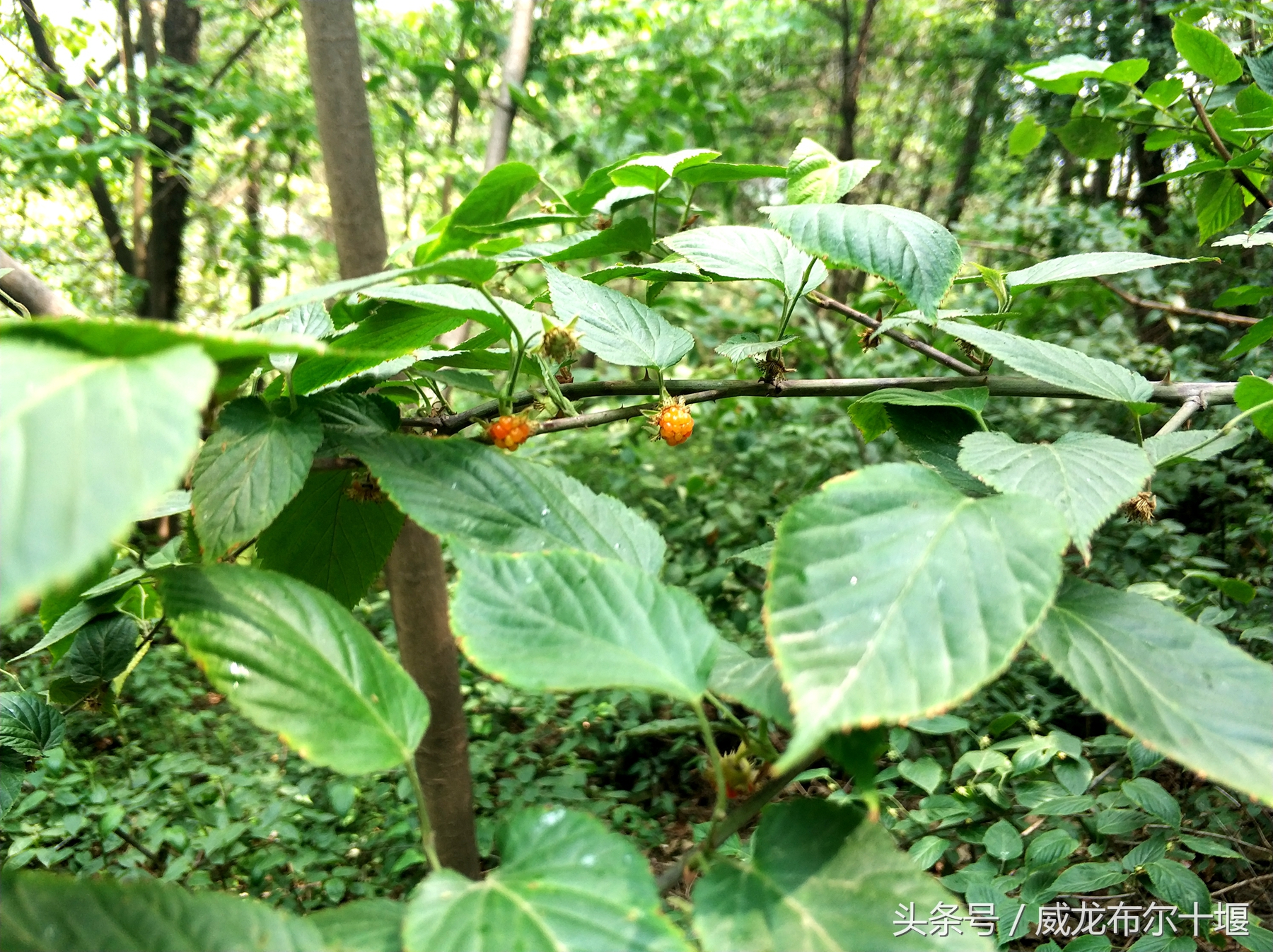 药用价值极高一种野味，几十元一斤，十堰大山里遍地没人摘
