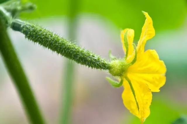 水黄瓜用总浇水吗,水培种植黄瓜的方法