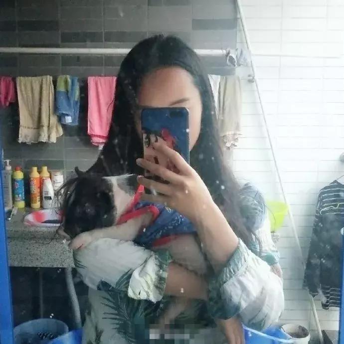 民生｜“小猪佩奇”出事了！大学生寝室养猪被通报，学校：快送走！