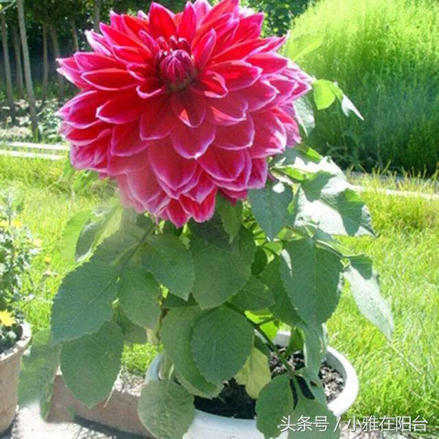 大丽花如何长得高开花多,养大丽花有讲究吗