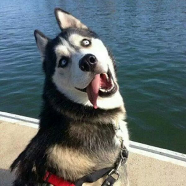 「涵姐说:哈士奇」哈士奇/西伯利亚雪橇犬介绍、优缺点、喂养等