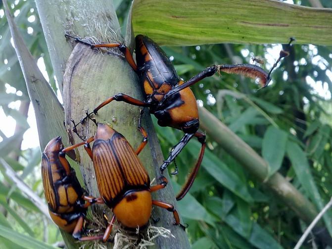 踏春去哪儿,沐川竹海好玩的地方有哪些
