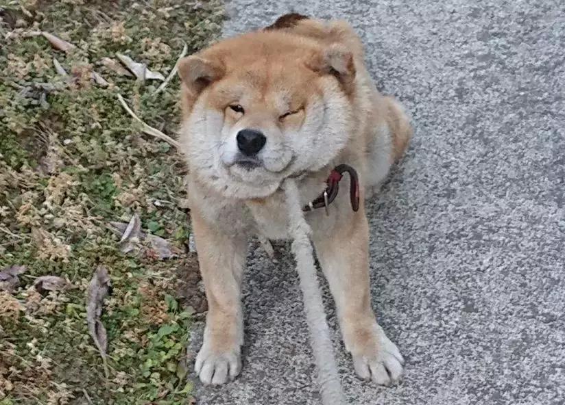 柴犬拒绝回家了,柴犬不想回家躺在地上耍赖