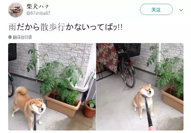 柴犬拒绝回家了,柴犬不想回家躺在地上耍赖