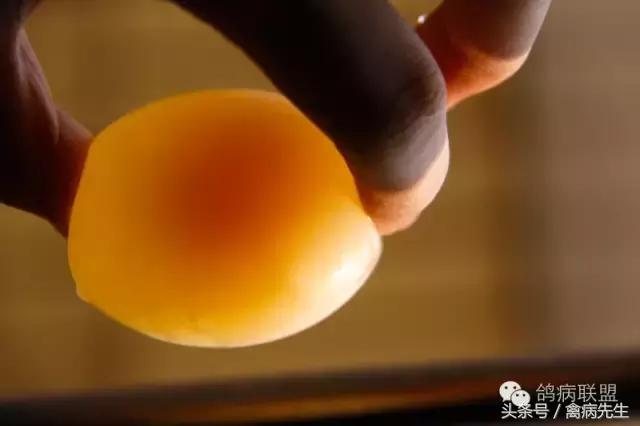 种鸽孵蛋后期死胎原因,种鸽下蛋总下土蛋是什么原因