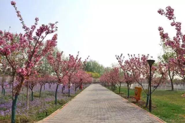 四月飘雪缘是樱，蓝调庄园晚樱盛景正当时！